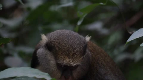 Lowe's Monkey looking intensely around with bushes moving behind him 스톡 동영상 232938078