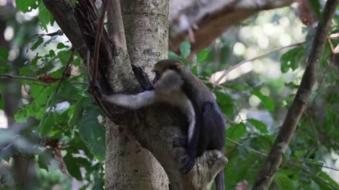 Lowe's Monkey looking intensively around everywhere in rainforest close up Stock Footage 233517191