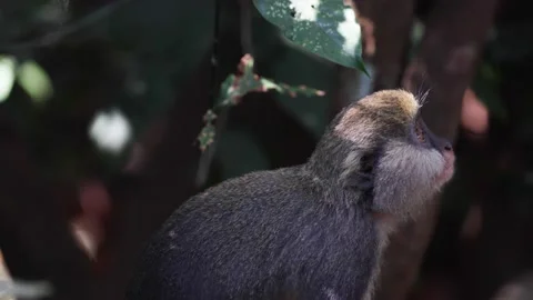Lowe's Monkey looking intensively around in rainforest and move away portrai Video stock 233517197