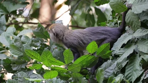 Lowe's Monkey monkey feed in in rainforest close up 스톡 동영상 234036507