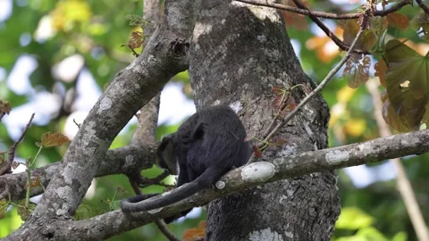 Lowe's Monkey move in rainforest tree taking tail in the hand close up 스톡 동영상 233517296