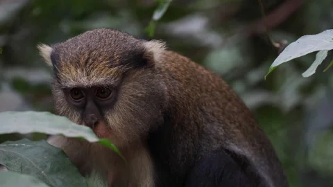 Lowe's Monkey portrait of face in rainforest Stock Footage 233517213