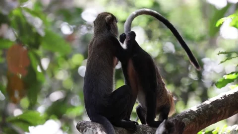 Lowe's Monkey preen behind and tail and eat what is found when preening Stock Footage 233517240