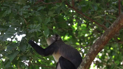 Lowe's Monkey pull down leaves looking for food in rainforest tree close up Stock Footage 233517236
