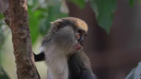 Lowe's Monkey in rainforest tree chewing portrait of head 스톡 동영상 233517119