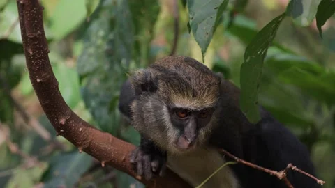 Lowe's Monkey in rainforest tree portrait of head Stock Footage 233517128