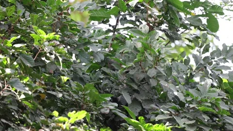 Lowe's Monkey sit hidden behind leaves eating in rainforest 스톡 동영상 233517256