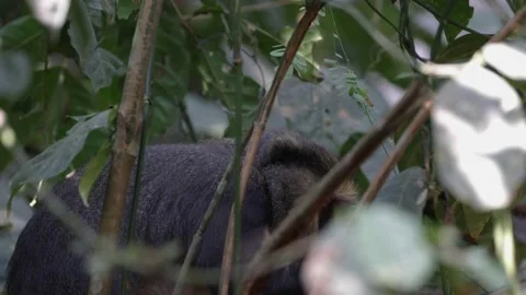 Lowe's Monkey sit in rainforest thicket chewing portrait Video stock 233517261