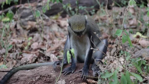 Lowe's Monkey sit on tree log eating in rainforest close up Stock Footage 233517298