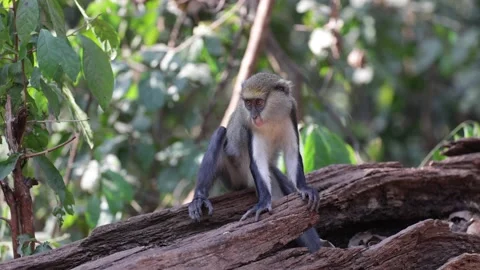 Lowe's Monkey sit on tree root in rainforest scratching himself close up Stock Footage 232938092