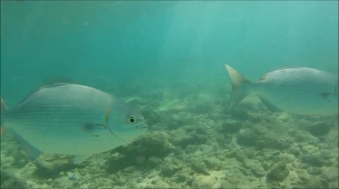 Lowfin Chub Closeup Stockbeeldmateriaal 52585447