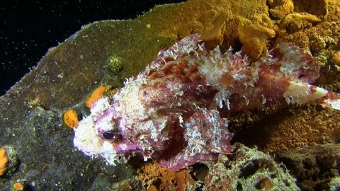 Lowfin scorpionfish in the night. Vidéo 78207779