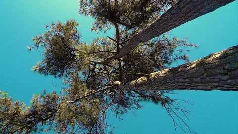 Lowgle shot of two enormously large trees Stock Footage 264330196