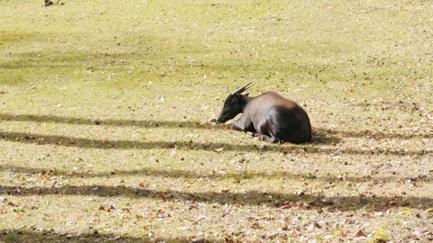 Lowland anoa resting, lying, on grass Stock Footage 106285480