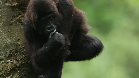 Lowland Gorilla Chewing on a Millipede Vidéo 49757400
