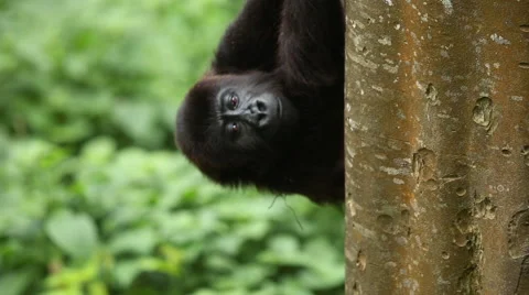 Lowland Gorilla Climbing Down a Tree Vidéo 49757390