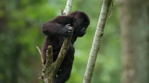 Lowland Gorilla Climbs Down 库存影片 50060899