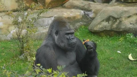 Lowland gorilla on the epic pose of solving his problems. 写真素材