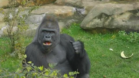 Lowland gorilla on the epic pose of solving his problems. Stockfoto's