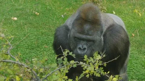 Lowland gorilla on the epic pose of solving his problems. 写真素材