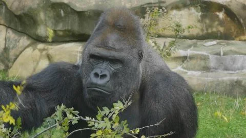 Lowland gorilla on the epic pose of solving his problems. Stock Photos