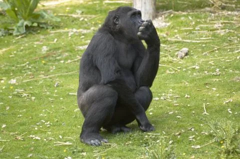 Lowland Gorilla Stock Photos