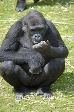 Lowland Gorilla Stock Photos