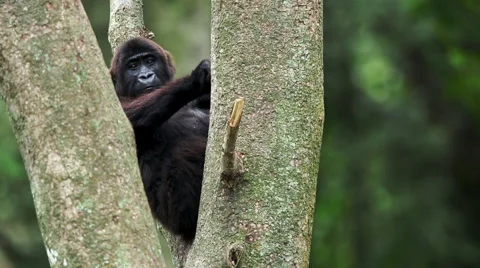 Lowland Gorilla Sitting in a Tree Vidéo 49758696