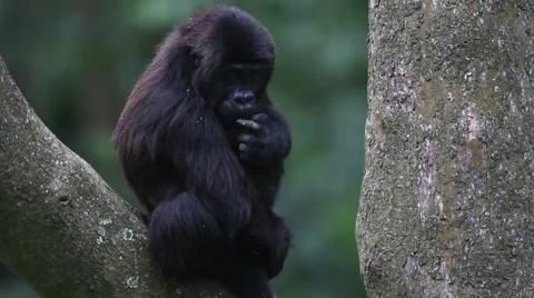 Lowland Gorilla Sitting in a Tree Vidéo 50061700