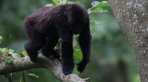 Lowland Gorilla Walking on Branch Vidéo 49757532