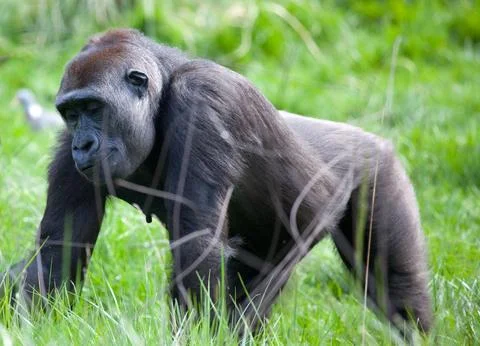 Lowland Mountain Gorilla Stock Photos