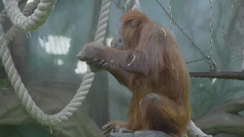 Lowland orangutan on the epic pose of solving his problems Stock Footage 98800406