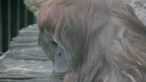 Lowland orangutan on the epic pose of solving his problems. Stock Footage 167026548