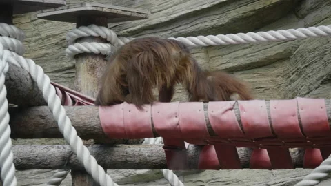 Lowland orangutan on the epic pose of solving his problems Stock Footage 169866606