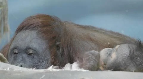 Lowland orangutan on the epic pose of solving his problems 写真素材