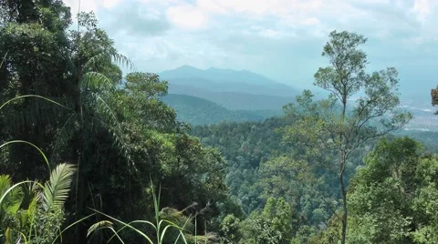 Lowland rainforest, Malaysia 스톡 동영상 64803209