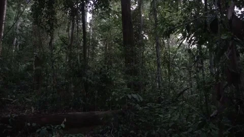 Lowland rainforest, Malaysia Stock Footage 159638367