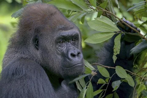 Lowland silverback gorilla close up face Stock Photos