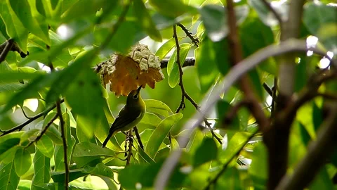 Lowland White-eye Flew away   (025) Stock Footage 149306415