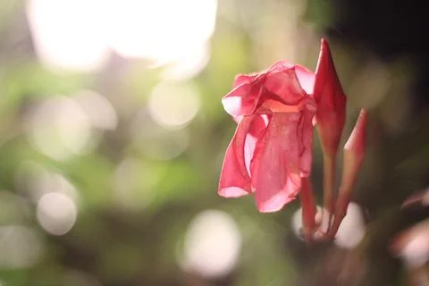 LowLightFlower Stock Photos