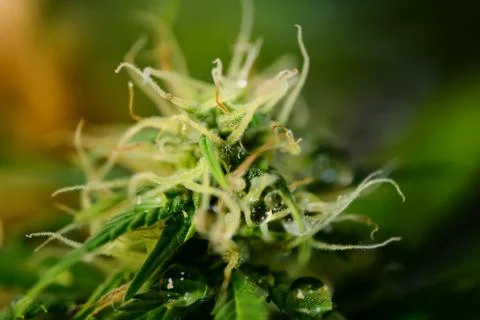 Lowryder Stock Photos