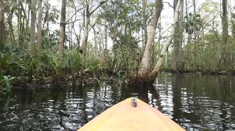 Loxahatchee River in Florida Foilage 스톡 동영상 60321092