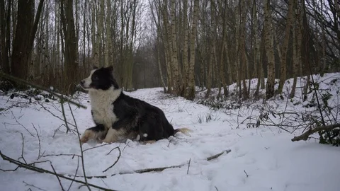 Loyal and friendly border collie playing with their owner, 4k Stock Footage 86608940