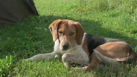 Loyal dog breed beagle lying outdoors raises its head and looking at camera Stock Footage 221124115
