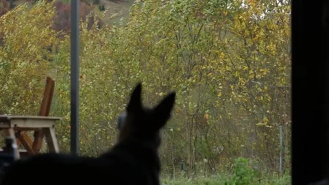 A loyal dog roams a cozy mountain home amid autumn leaves. Stock Footage 294364341