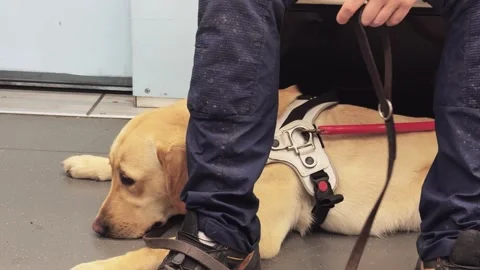Loyal Guide Dog Rests Peacefully in Milan Metro, Italy Video stock 337577348
