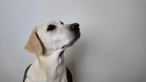 Loyal Labrador Gazing Upward Stock Footage 288684045