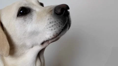Loyal Labrador Retriever Close Up Stock Footage 288684044