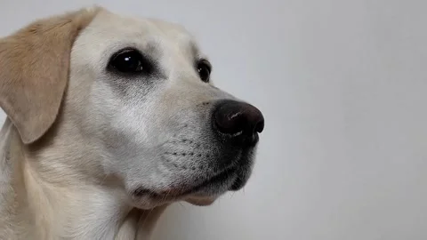 Loyal Labrador Retriever Close Up Stock Footage 288684082