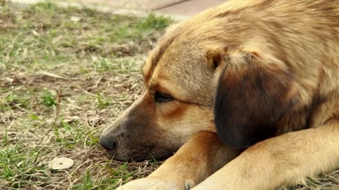 Loyal pet resting under the sky, Emotional depth in a dogs gaze, A peaceful Stock Footage 315532794